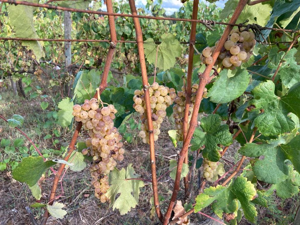 Quinta Do Pinheiro Βίλα Γκιμαράες Εξωτερικό φωτογραφία