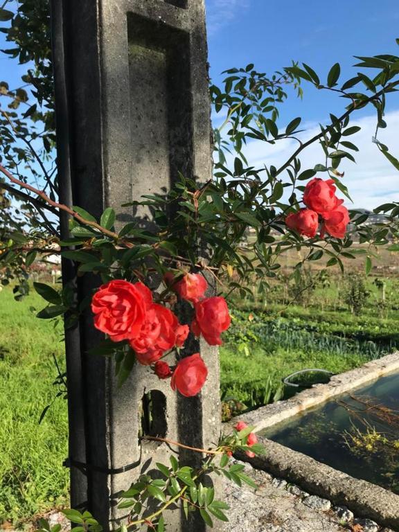Quinta Do Pinheiro Βίλα Γκιμαράες Εξωτερικό φωτογραφία