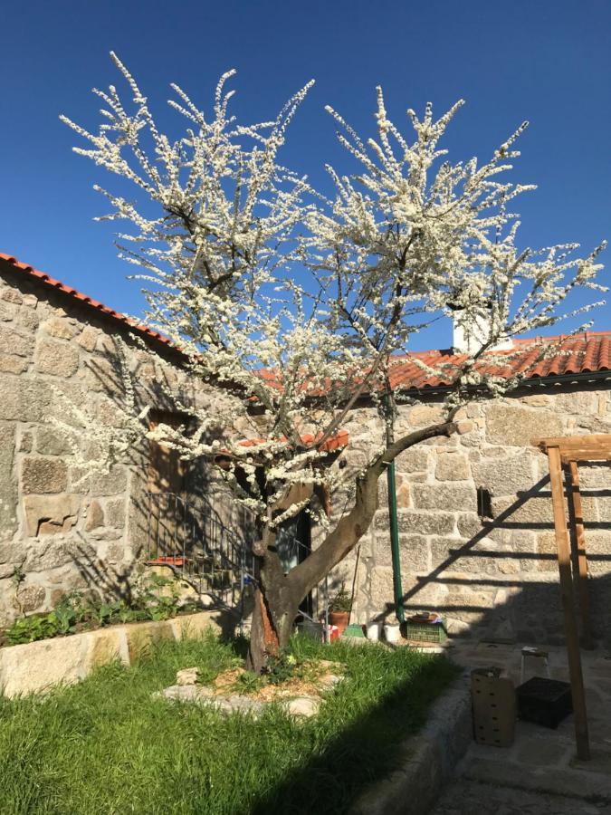 Quinta Do Pinheiro Βίλα Γκιμαράες Εξωτερικό φωτογραφία