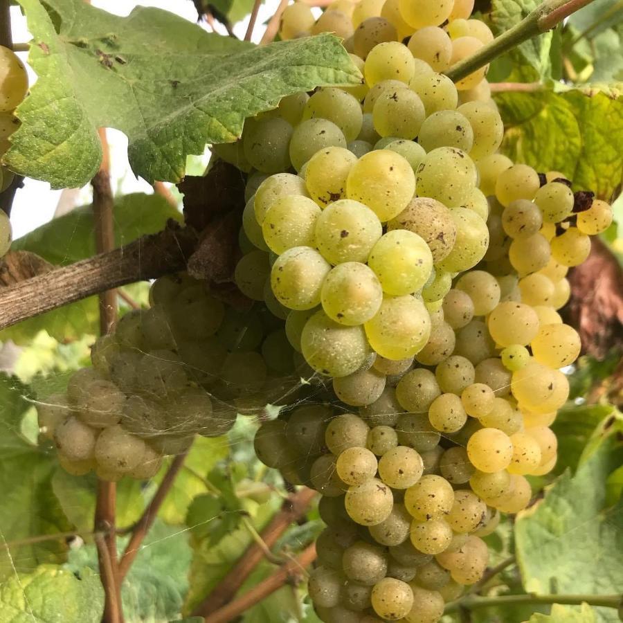 Quinta Do Pinheiro Βίλα Γκιμαράες Εξωτερικό φωτογραφία