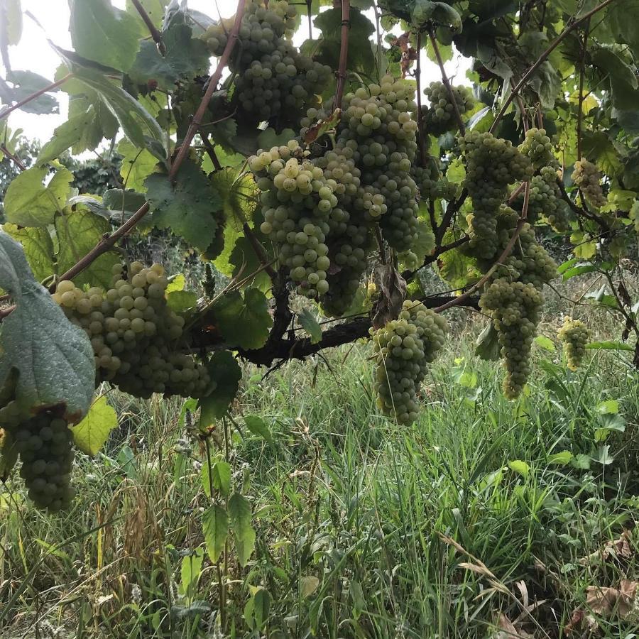 Quinta Do Pinheiro Βίλα Γκιμαράες Εξωτερικό φωτογραφία