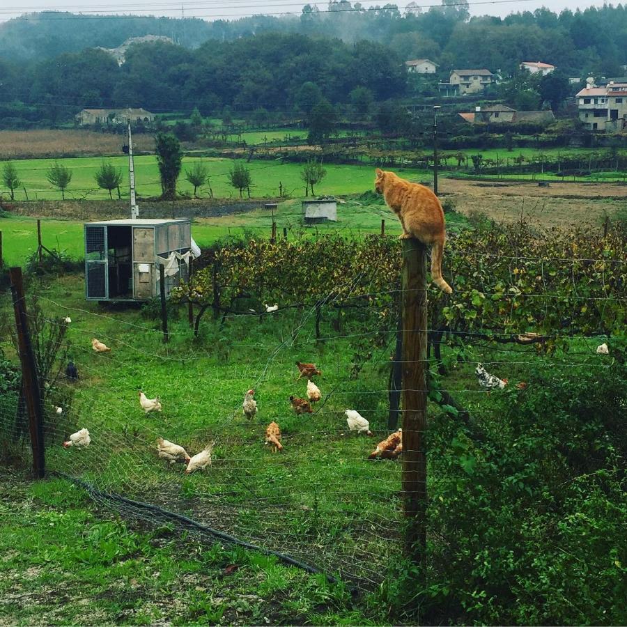 Quinta Do Pinheiro Βίλα Γκιμαράες Εξωτερικό φωτογραφία